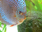 Diskusfisch in einem mit Aqualight LED Lichtleisten betriebenen Aquarium.