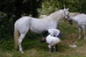 Cliquez - Pension chevaux et poneys