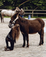 Equitation - Le Faire � Cheval