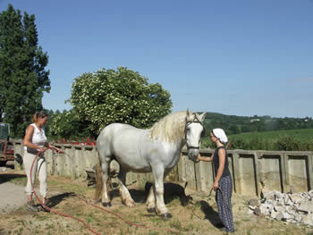 Pension - Le Faire � Cheval