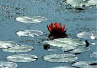 Pumpen f&uuml;r Teiche und Schwimmb&auml;der