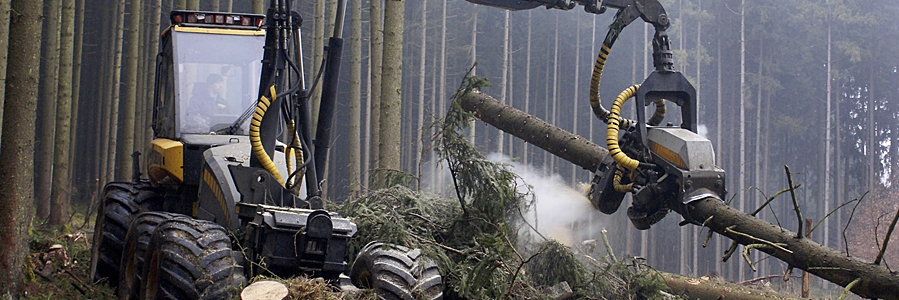 leasing_wald2.jpg