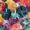 p�tes de fruits Leonidas
