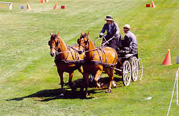 Concours en dressage, CSO, CCE et Attelage