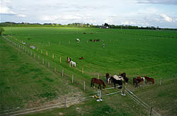 Les herbages au centre equestre Les Attelages du pays d'Ouche