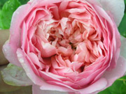 rose GUILLOT