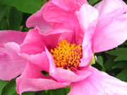 pivoine arbustive
