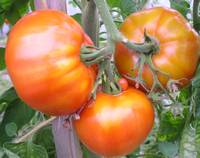 TOMATE MERVEILLE DES MARCHES