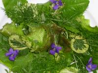 salade sauvage