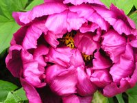 pivoine arbustive