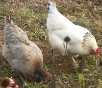 poule Sussex et belle bleue de france