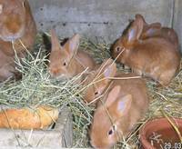 lapins fauve de bourgogne