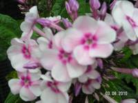 PHLOX