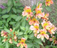 ALSTROEMERIA