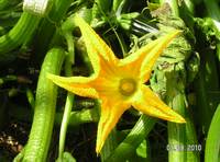 FLEUR DE COURGETTE