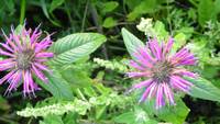 MONARDE