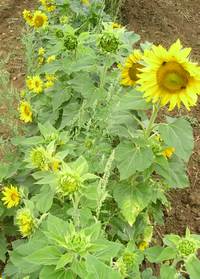 TOURNESOL