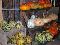 courge
