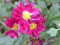 CHRYSANTHEME