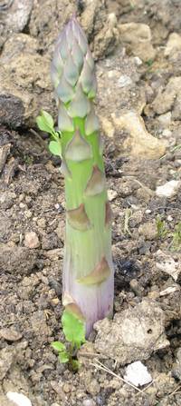 asperge