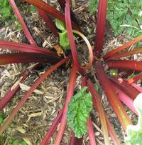 rhubarbe