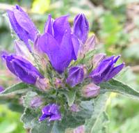 campanule