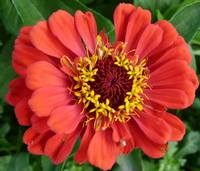 zinnia