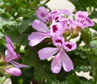 pelargonium