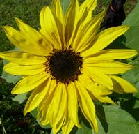 tournesol