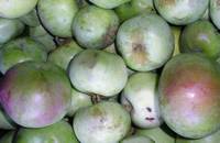 pomme rambour d'hiver