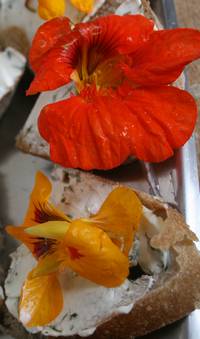 TOASTS AUX FEUILLES ET FLEURS DE CAPUCINES