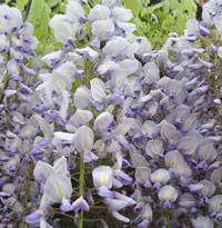 glycine
