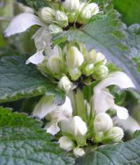 lamium blanc