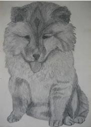 Chow Chow