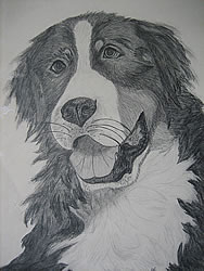 Berner Sennenhund (D�rb�chler)