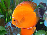 Diskusfisch in einem mit Aqualight LED Lichtleisten betriebenen Aquarium.