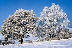 Schneelandschaft im Winterurlaub Bayerischer Wald, Bayern - Urlaub und Wellness im Hotel Lindenhof bei Passau