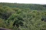 08 kurz vor der Landung �ber'm�Wald�bei�Daisbach