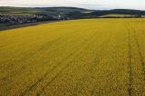 10 Landeanfahrt �ber'm Rapsfeld�bei�Breithardt