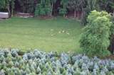 19 furchtlose Rehe im Aartal
