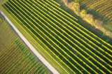 18�Reben�in�Rheinhessen