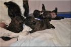 Maggies Shootingstar's sind gl�ckliche Hunde.jpg