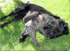 Maggies Shootingstar's Ivy mit neuer Freundin.jpg