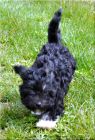 cooki 2 23.4.2012.jpg