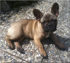 JJ alias Balou 3.05.2012.jpg