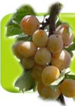 Eaux de vie mirabelle