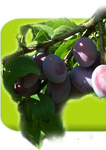 Eaux de vie poire et quetsche