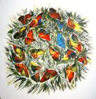 Schmetterlingsball VII - 60 x 60 cm - Acryl