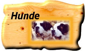 Hundeerziehung ohne Leine