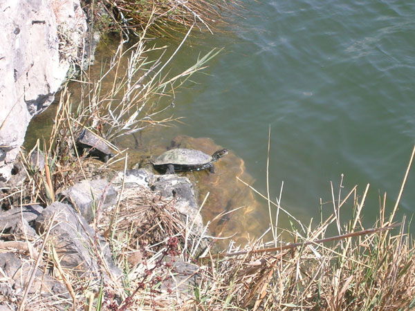 Schildkroeten am Wasser